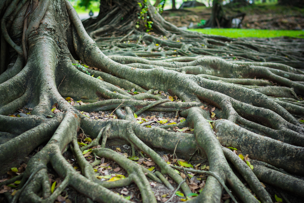 The roots of the Banyan Forest